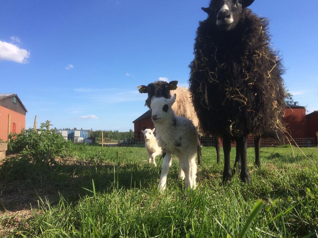 Karaby Gard, Country Living Pansiyon Kristinehamn Dış mekan fotoğraf